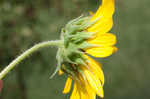 Common sunflower